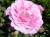 mme-lauriol-de-barny