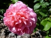 mme-louis-laperiere-jpg1_