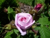 mme-louis-leveque