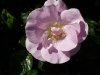 pink-robusta