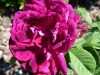 prince-charles