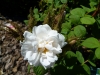 quatre-saissons-blanc-mousseux