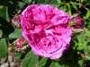 reine-des-violettes