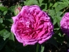 reine-des-violettes1