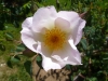 robeie-burns-jpg1_