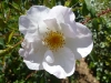 robeie-burns