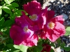 ruskin