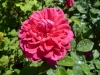 sophys-rose-jpg1_