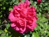 sophys-rose