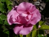 the-maccartney-rose2