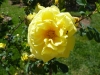 williams-doble-yellow