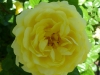 yellow-meillowe