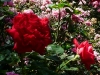 auguste-renoir-2a