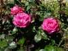 baron-e-de-rothschild