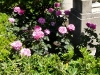 constance-spry-a
