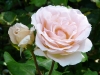 johann-strauss-a