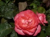 panthere-rose-aachener-dom
