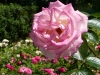 princesse-de-monaco_0