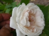 baltimore-belle