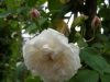 baltimore-belle2