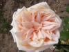 belle-lyonaise-11