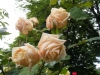 belle-lyonaise