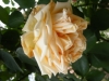 comtesse-de-noghegerea