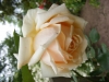 comtesse-de-noghegerea2