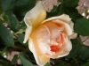 comtesse-de-noghegerea3