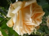 comtesse-de-noghegerea4