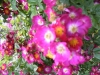 daisy-brasi