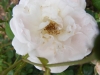 estima-noa