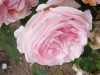 glarona