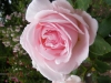 glarona2