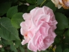 glarona3
