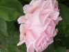 glarona4