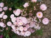 heavenly-pink