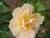 jacotte