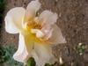 jacotte2