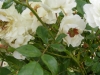 jeanne-richert