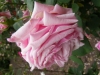 louise-pernot