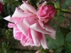 louise-pernot2