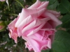 louise-pernot3