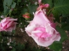 louise-pernot4