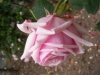 louise-pernot5