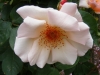 meg-gosset6