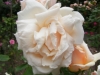 mme-auguste-chouffet2