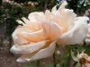 mme-auguste-chouffet3