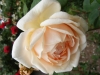 mme-berard2
