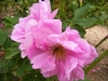 mme-charles